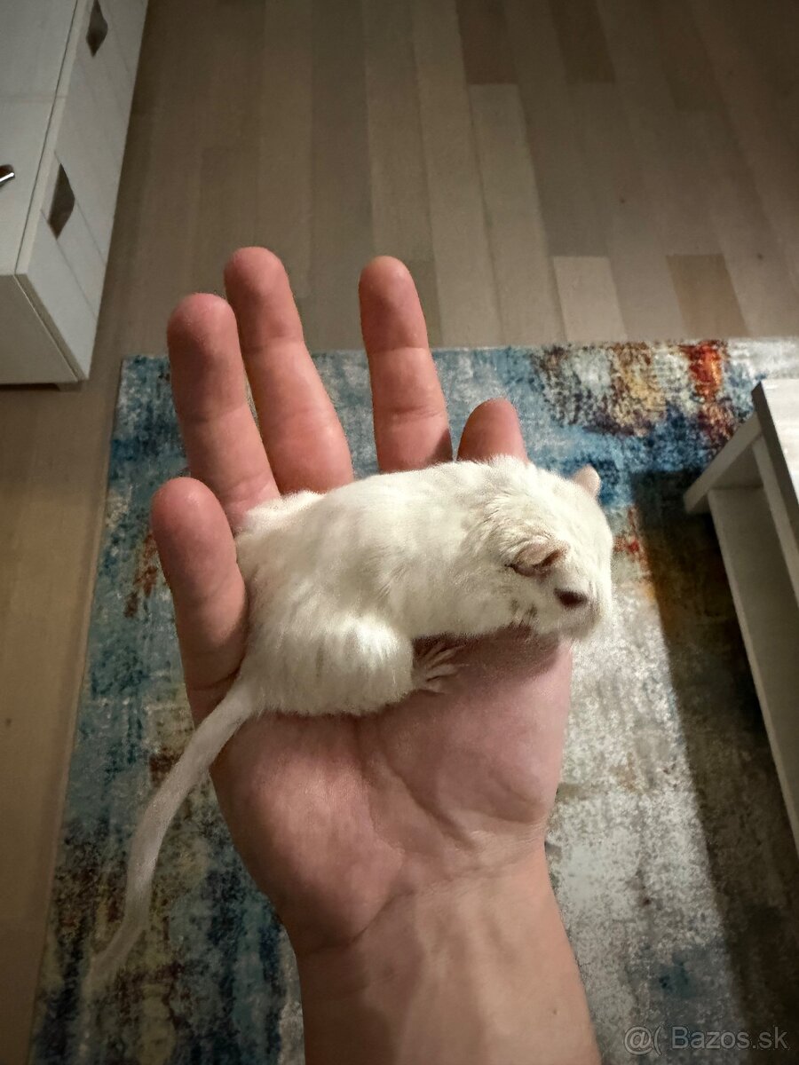 Darujeme pieskomila - 13