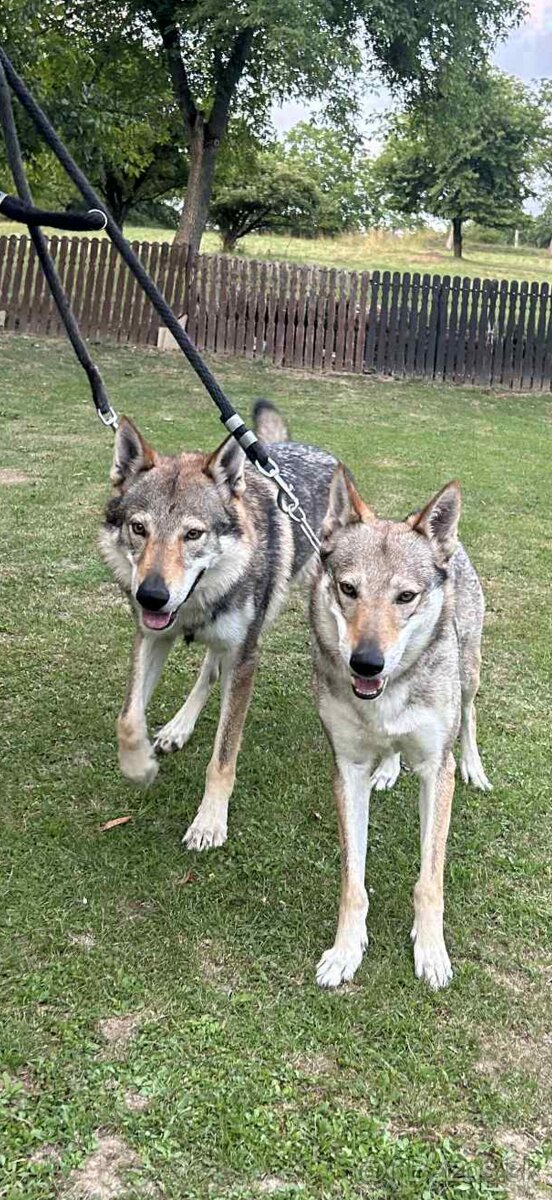 československý vlčiak s PP (FCI) - 13