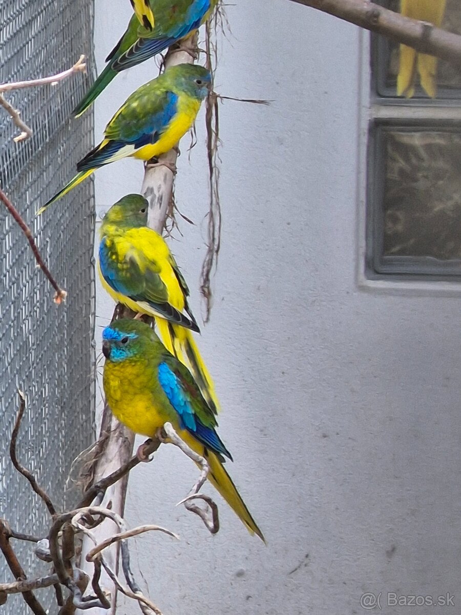 Predam neofema tyrkysova žltobruchá - 13