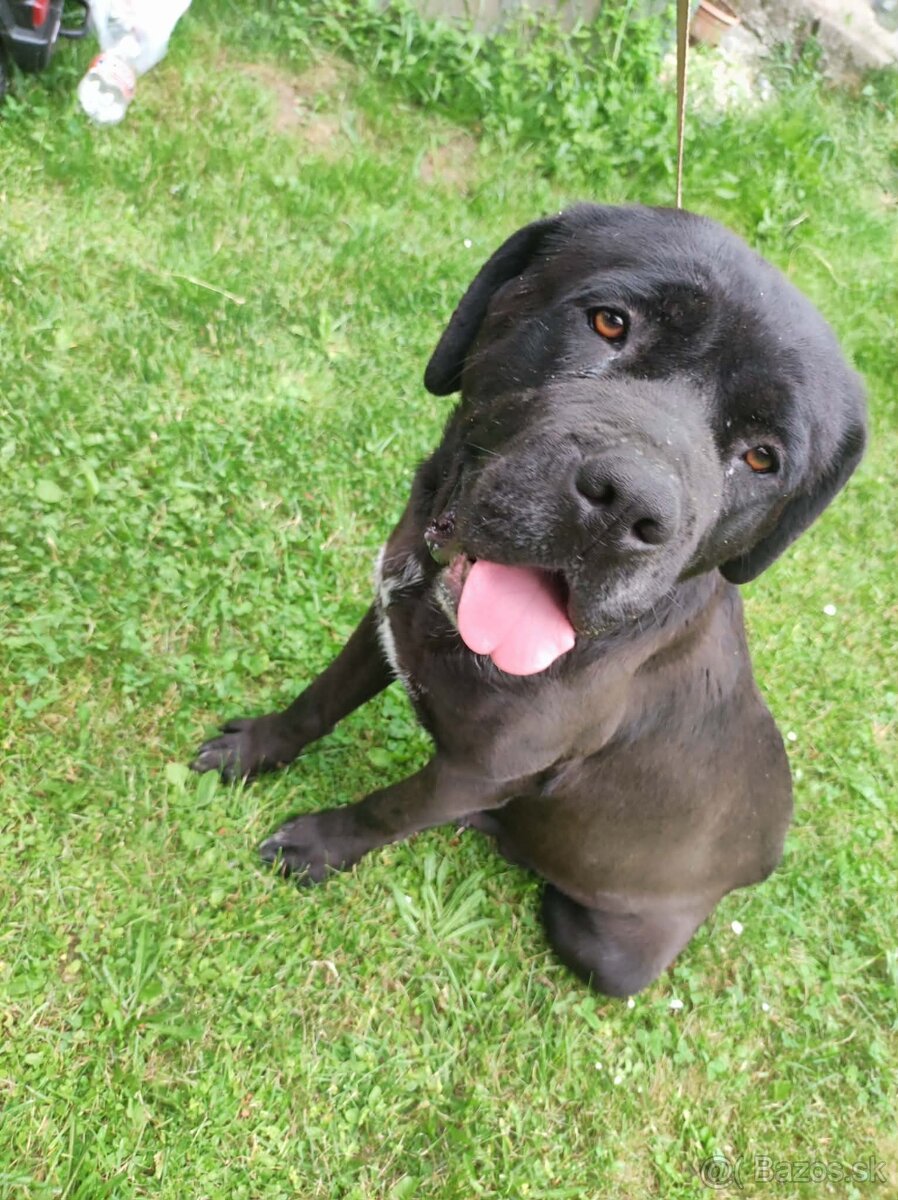 Cane Corso - 13