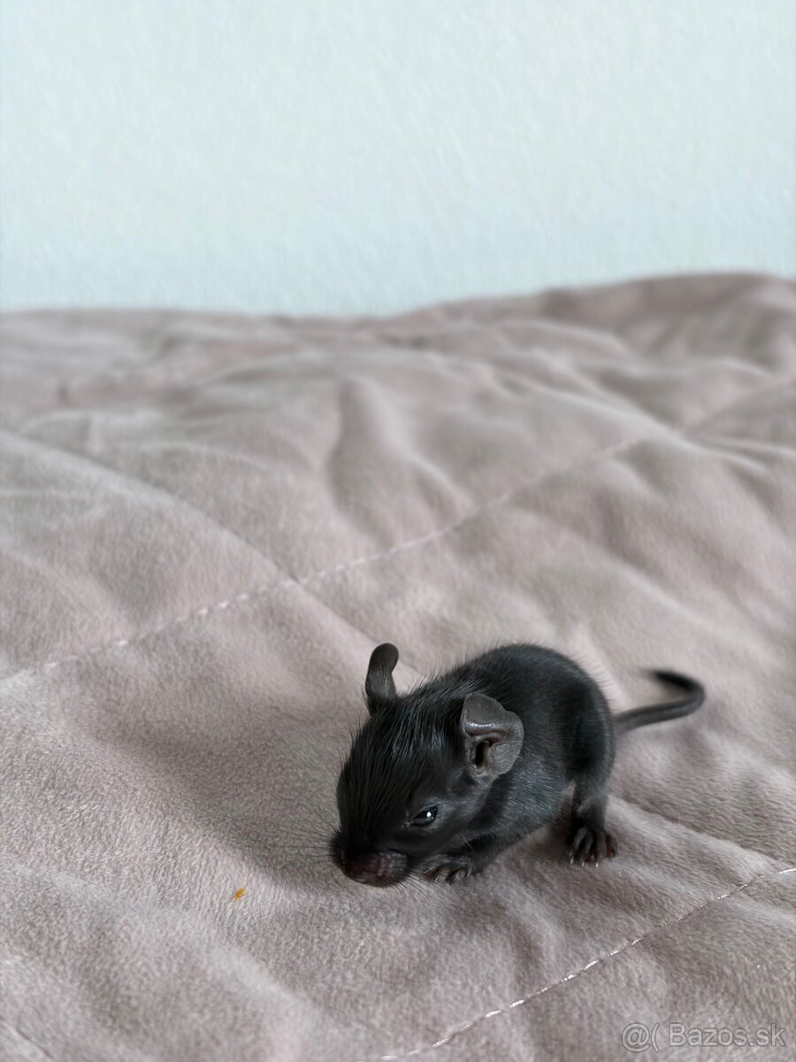 Predám mláďatá osmaka degu🐾 - 13