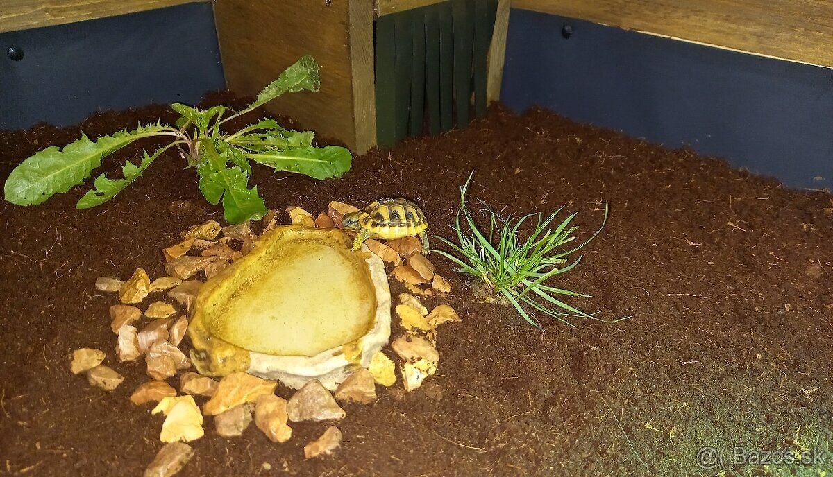 Terárium (korytnačí stôl) + korytnačka - 13