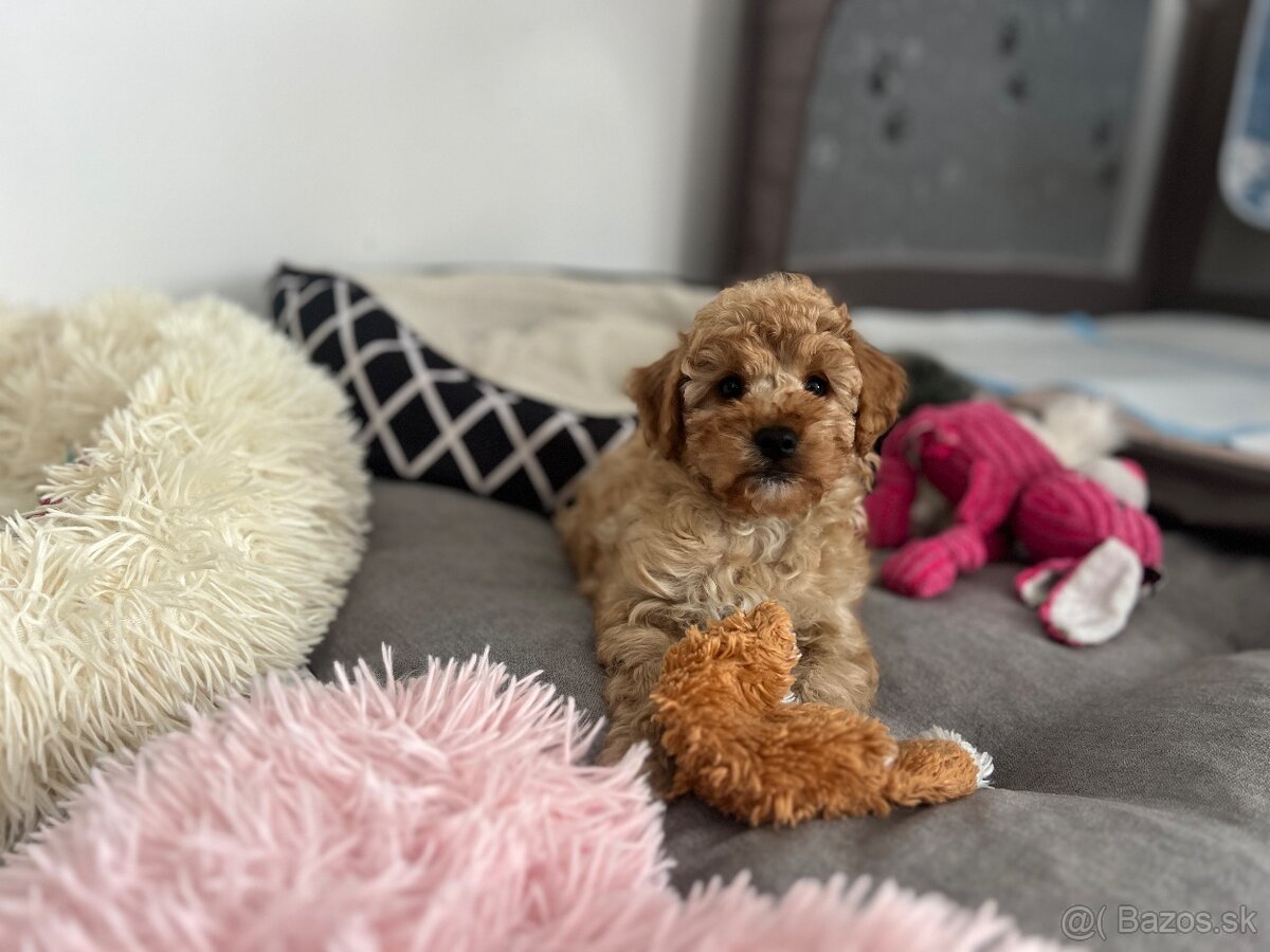 Roztomilý Maltipoo F1B psík ( pudel ) - 13