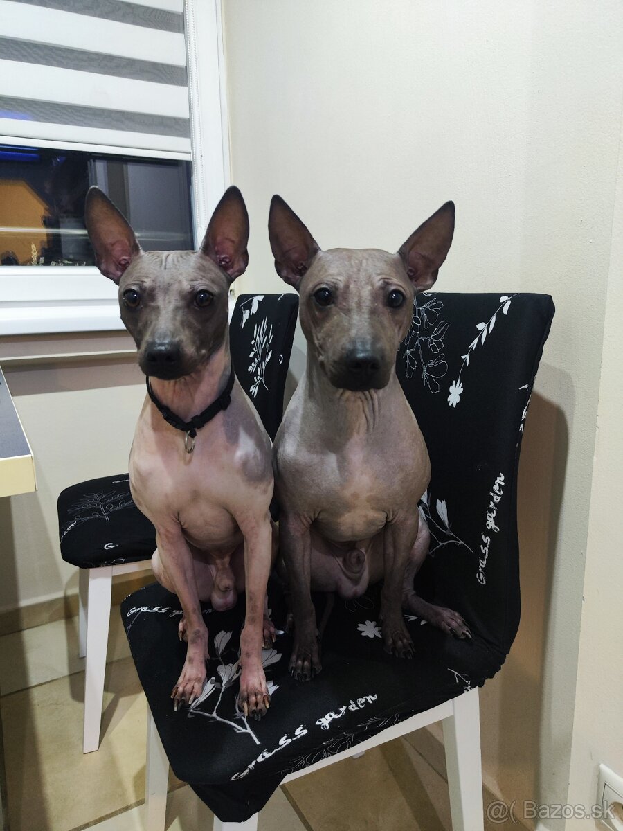 Americký bezsrstý teriér - 13