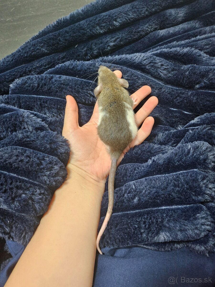 Darujem potkaníky - 13