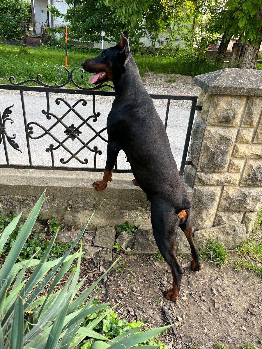 Doberman šteniatka - 13