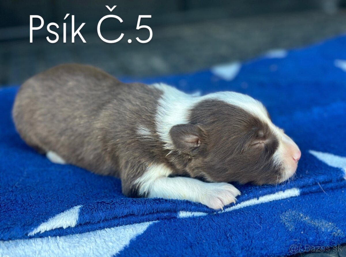 Border kólia – šteniatka na rezerváciu 🐾 - 13