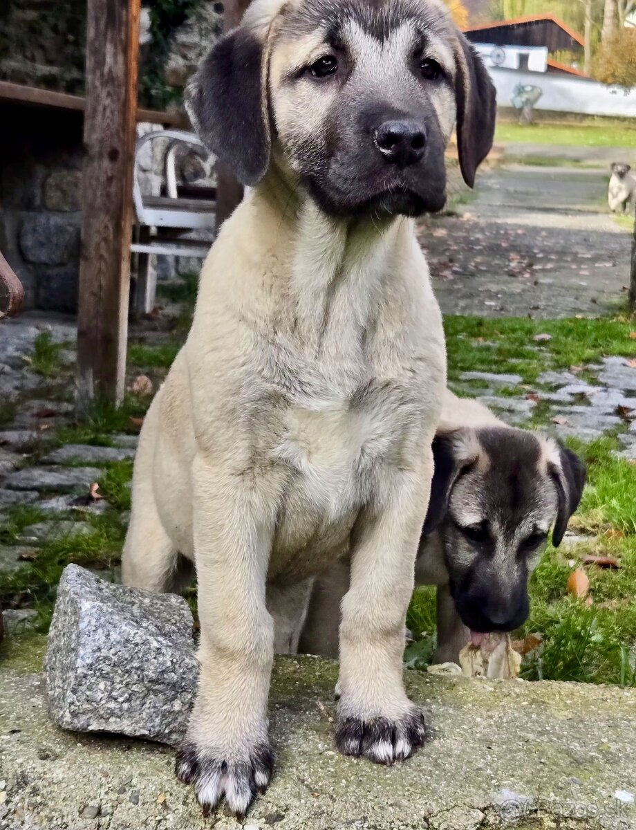 KANGAL - štěňata již K ODBĚRU, iba sučky - 13