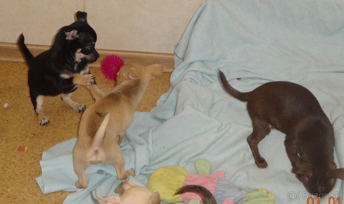 čivava krátkosrstá - 13