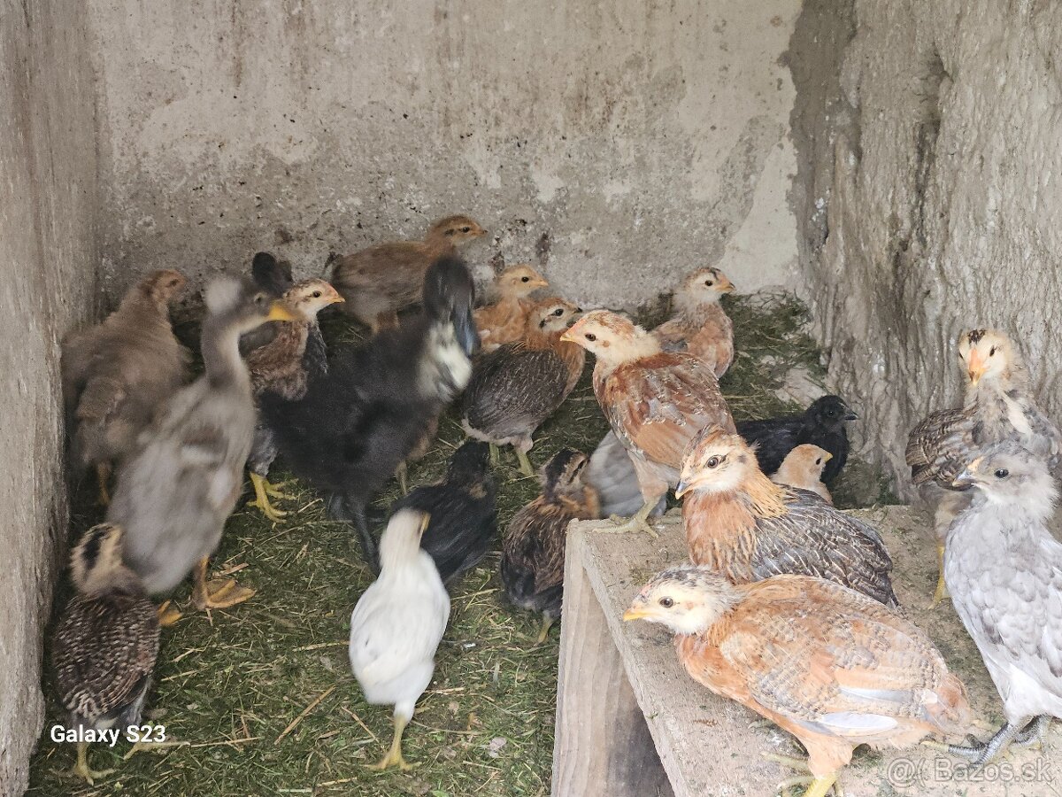 Predám nasadové vajíčka araucana - 13