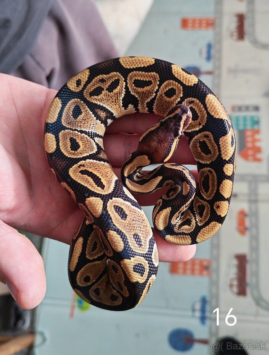 Pytón kráľovský/ Python regius - 13