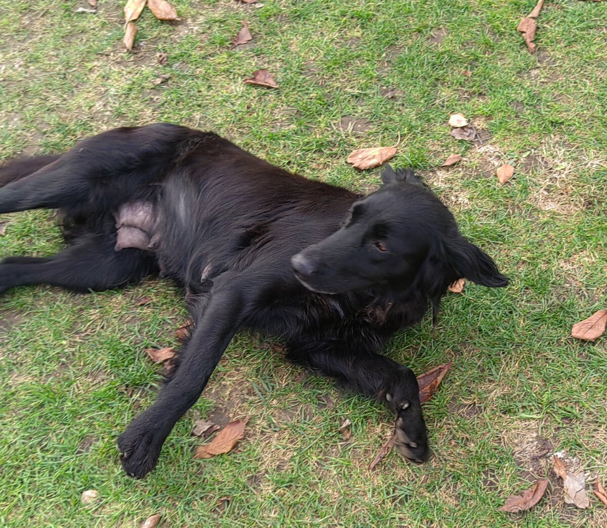 Darujem zadarmo - 13