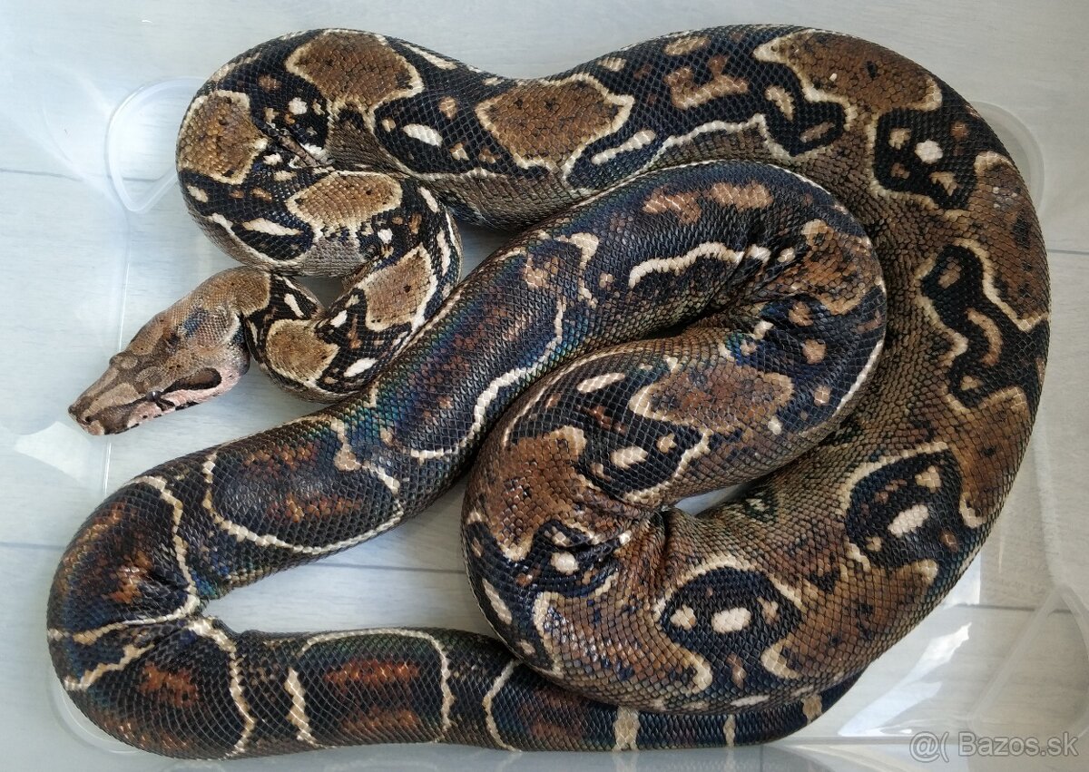 Boa imperator - DH Leopard VPI T+ Albino - 13
