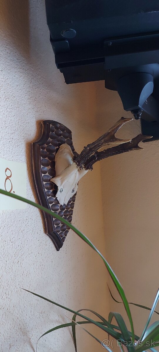 Srnčie trofeje - 13