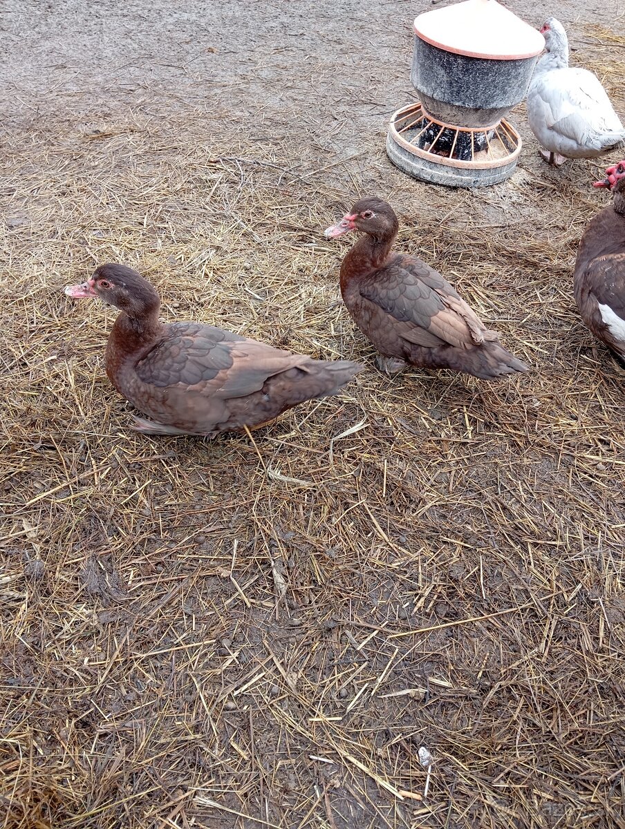 Pižmové kačky ( čínske kačky) 8 ks - 13