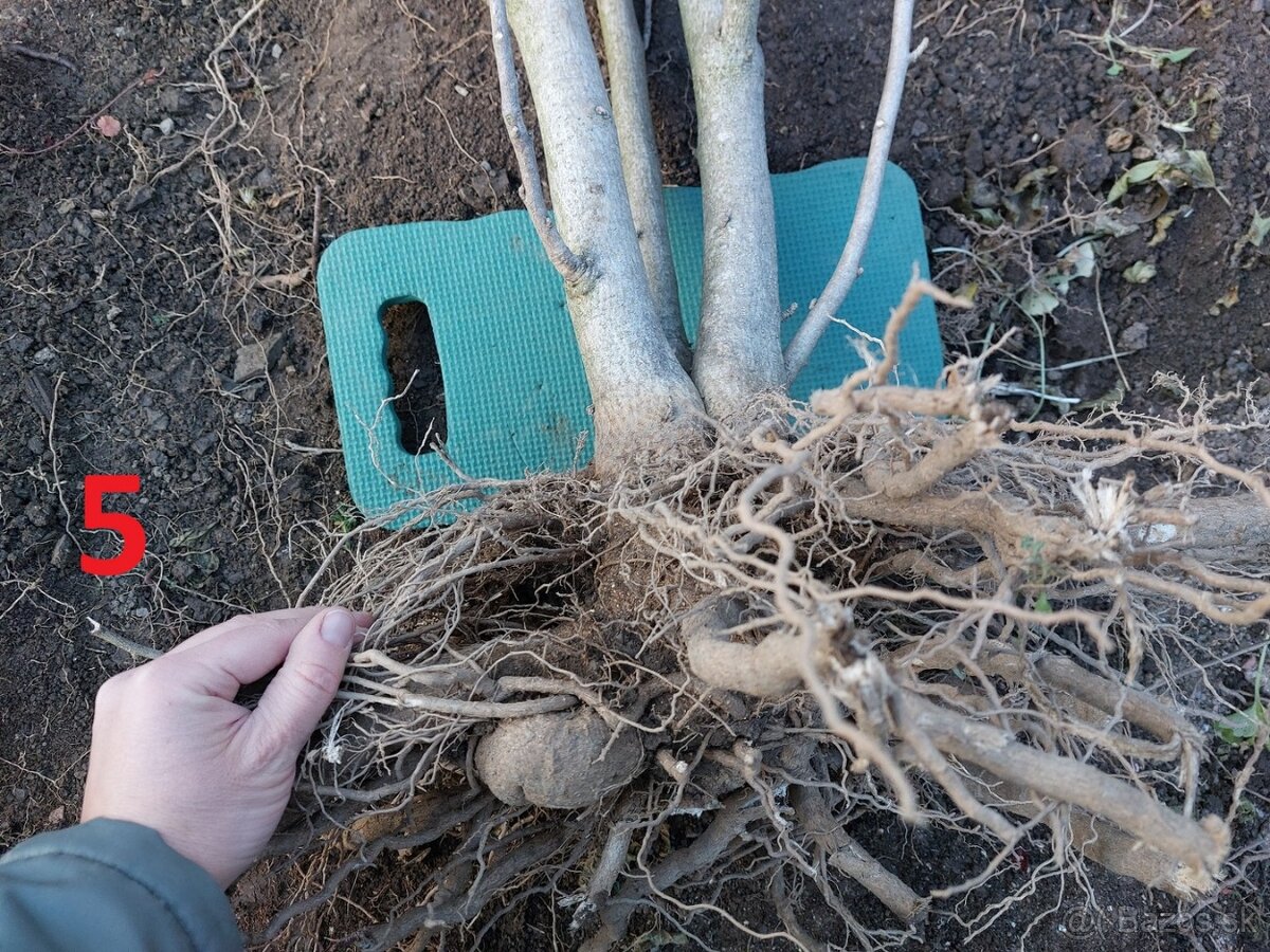 Rastliny na bonsaj, bonsai - IBIŠTEK SÝRSKY_2 - 13