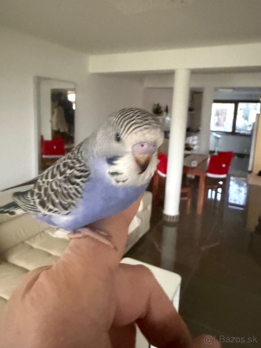 Andulky Maznačikovia krotke - 13