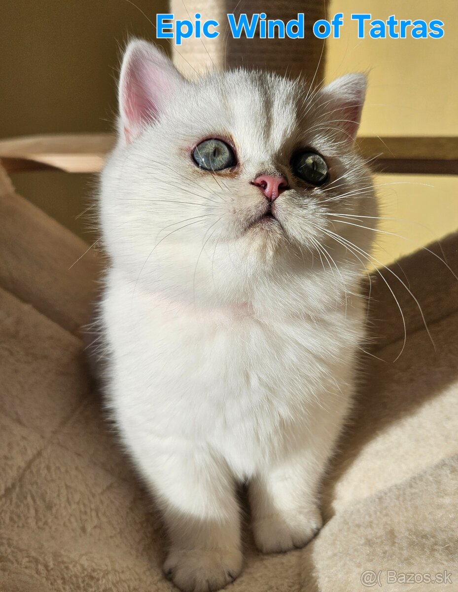 Britská krátkosrstá - 13