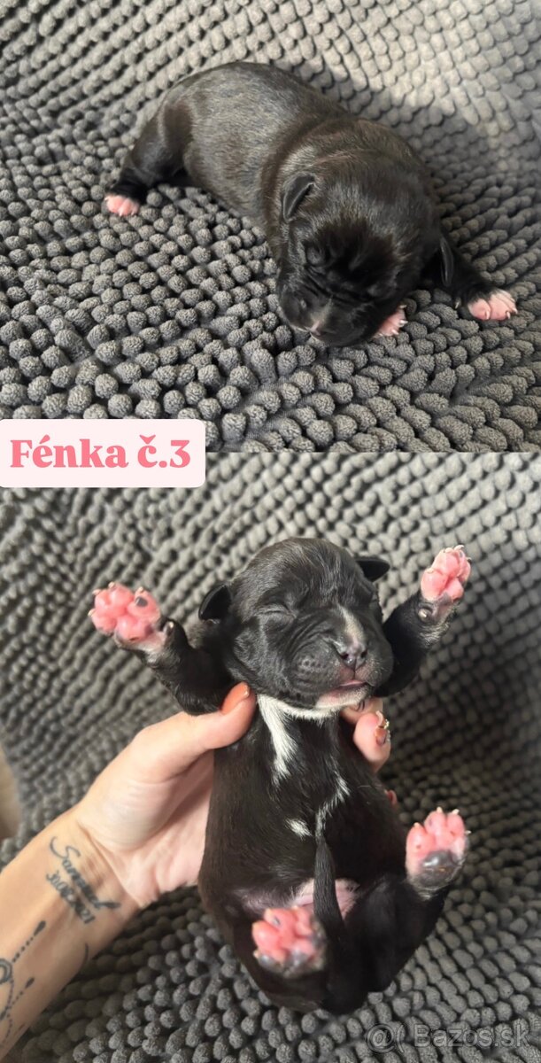 Americký stafordsirsky terier, Stafford, amstaf - 13