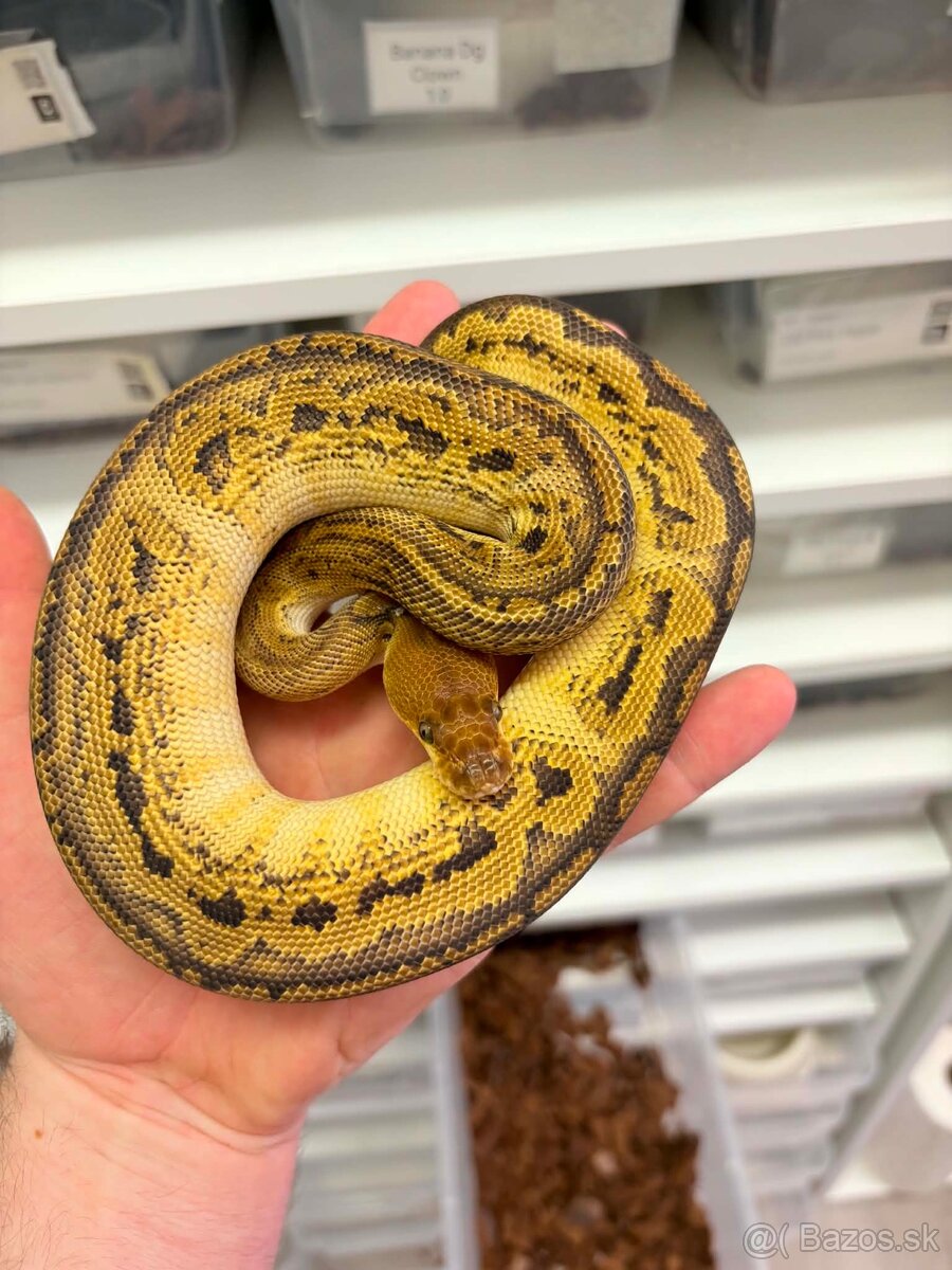 Python regius - 13