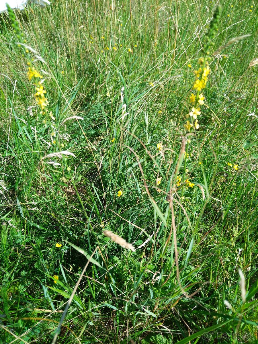 Sušené bylinky 1 - 13