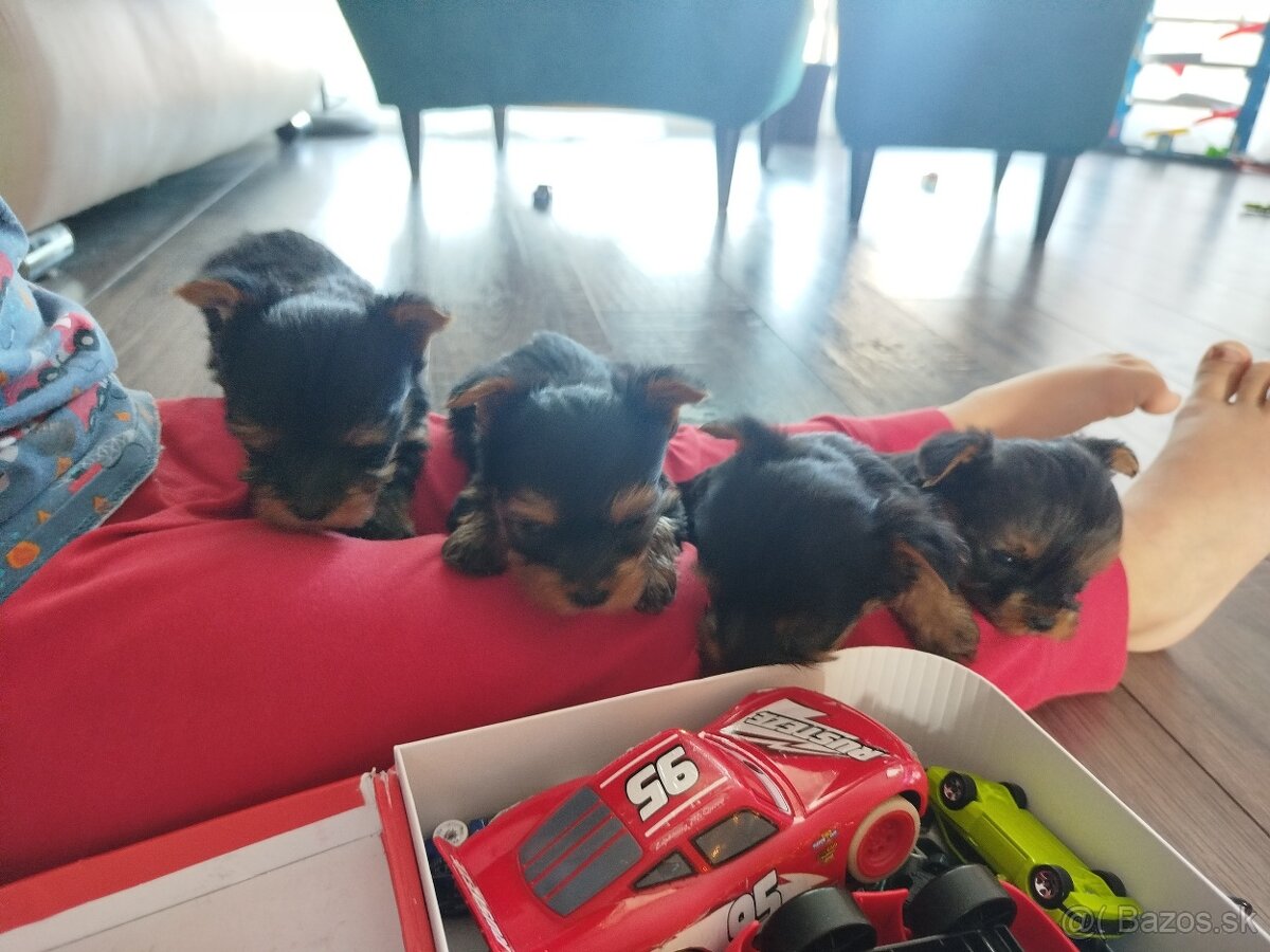 Yorksirský teriér - 13