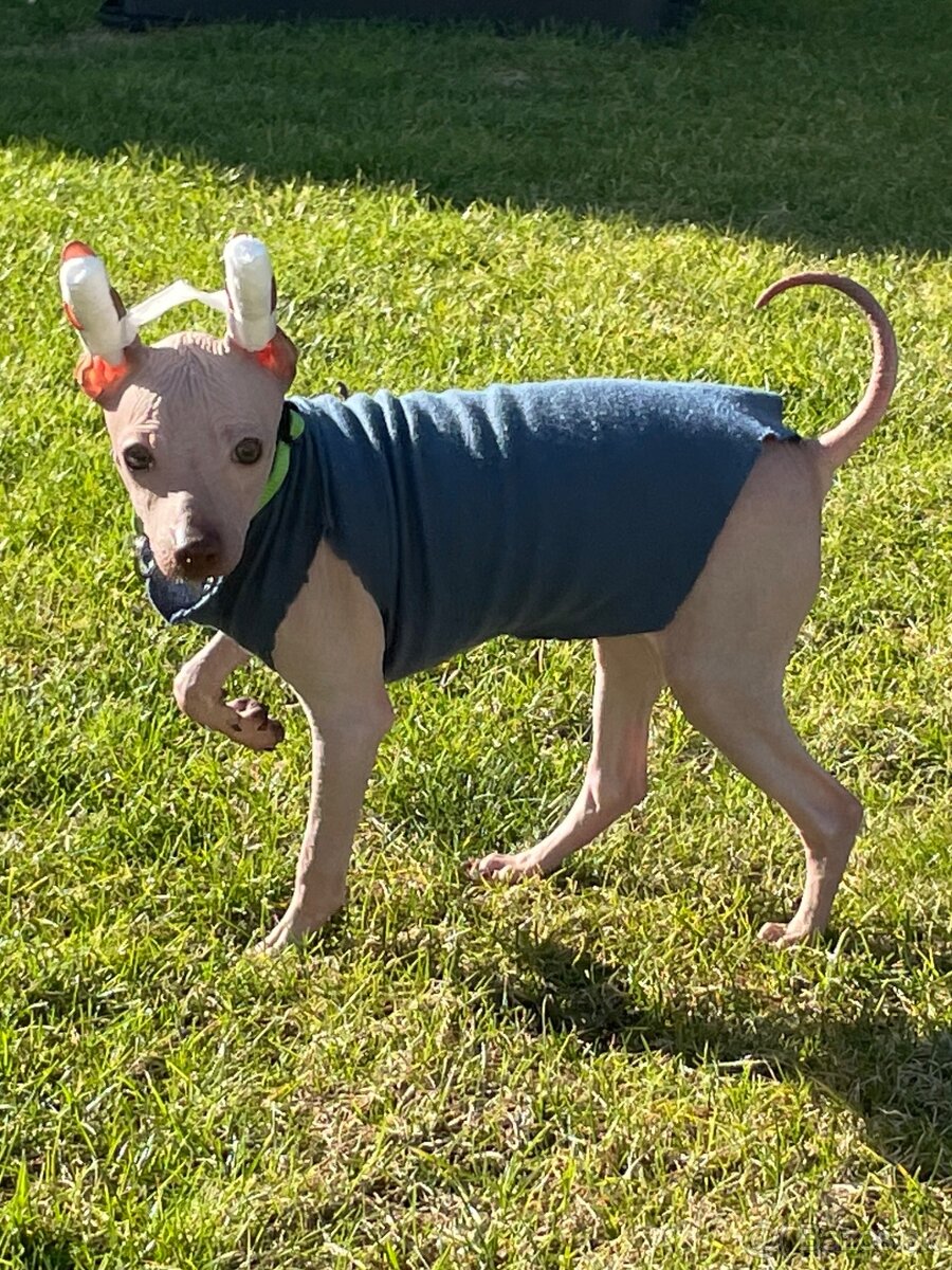 Peruánsky naháč malý - POSLEDNÝ VOĽNÝ PSÍK - 13