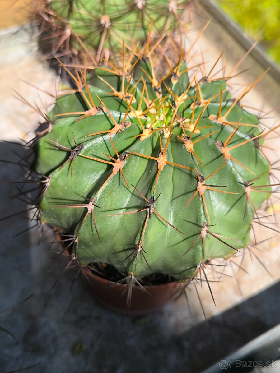 Kaktusy, sukulenty , agave, aloe - 13