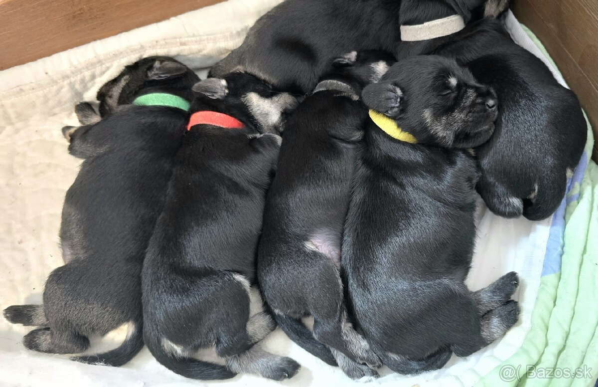 Bradáč malý čiernostrieborný - 13