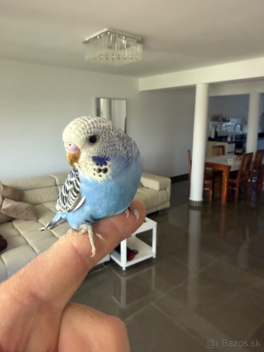 Andulka Krasna mladá Maznačik - 13