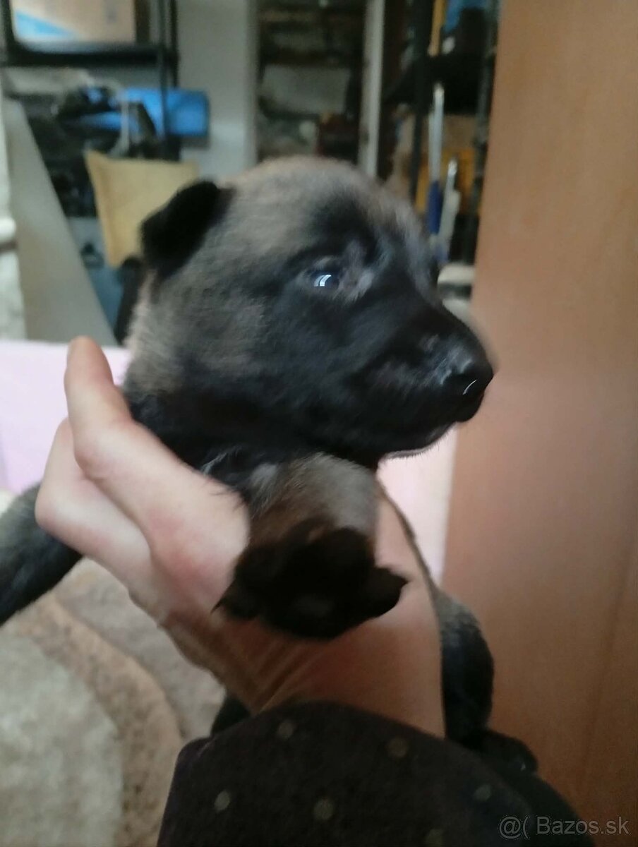 Belgický ovčiak šteniatka - 13