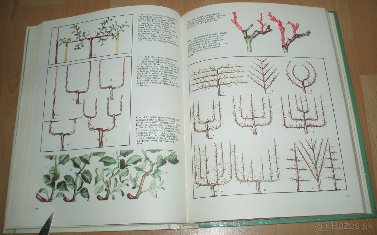 Tvarovanie a rez ovocných drevín - 13
