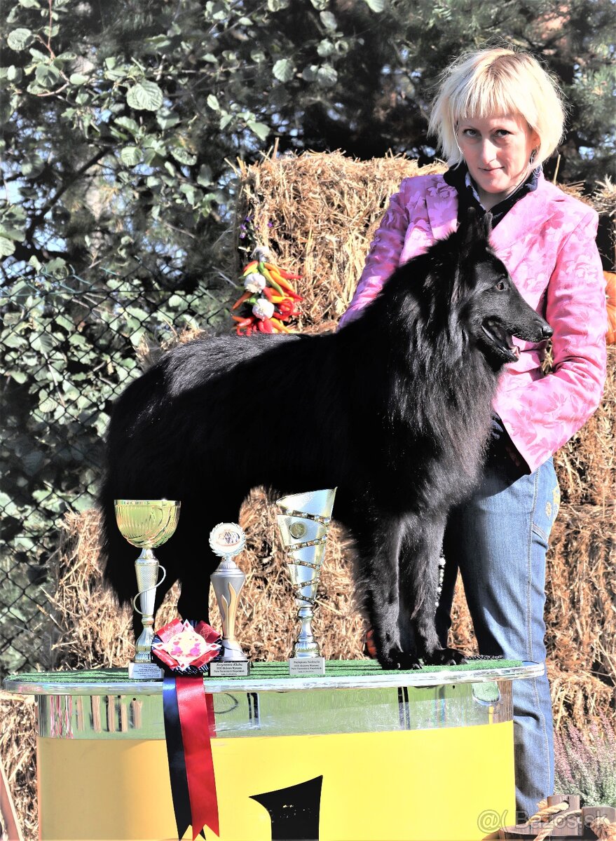 Belgický ovčiak groenendael FCI s PP po šampiónoch - 13
