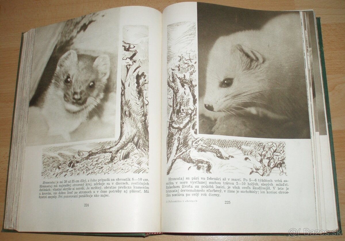 Poľovníctvo v obrazoch - 13