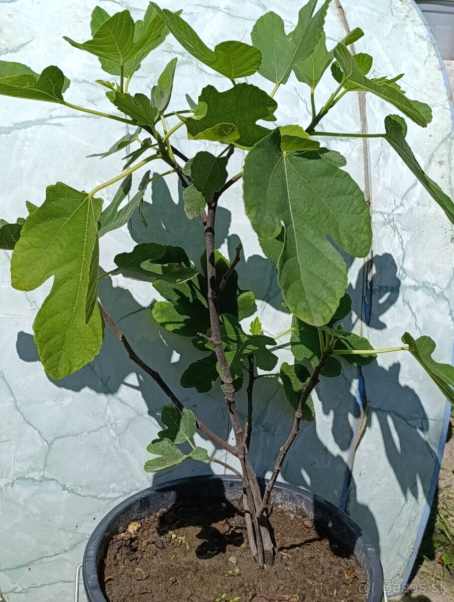 Predám FIGOVNÍK, figovníky Brown Turkey - 13