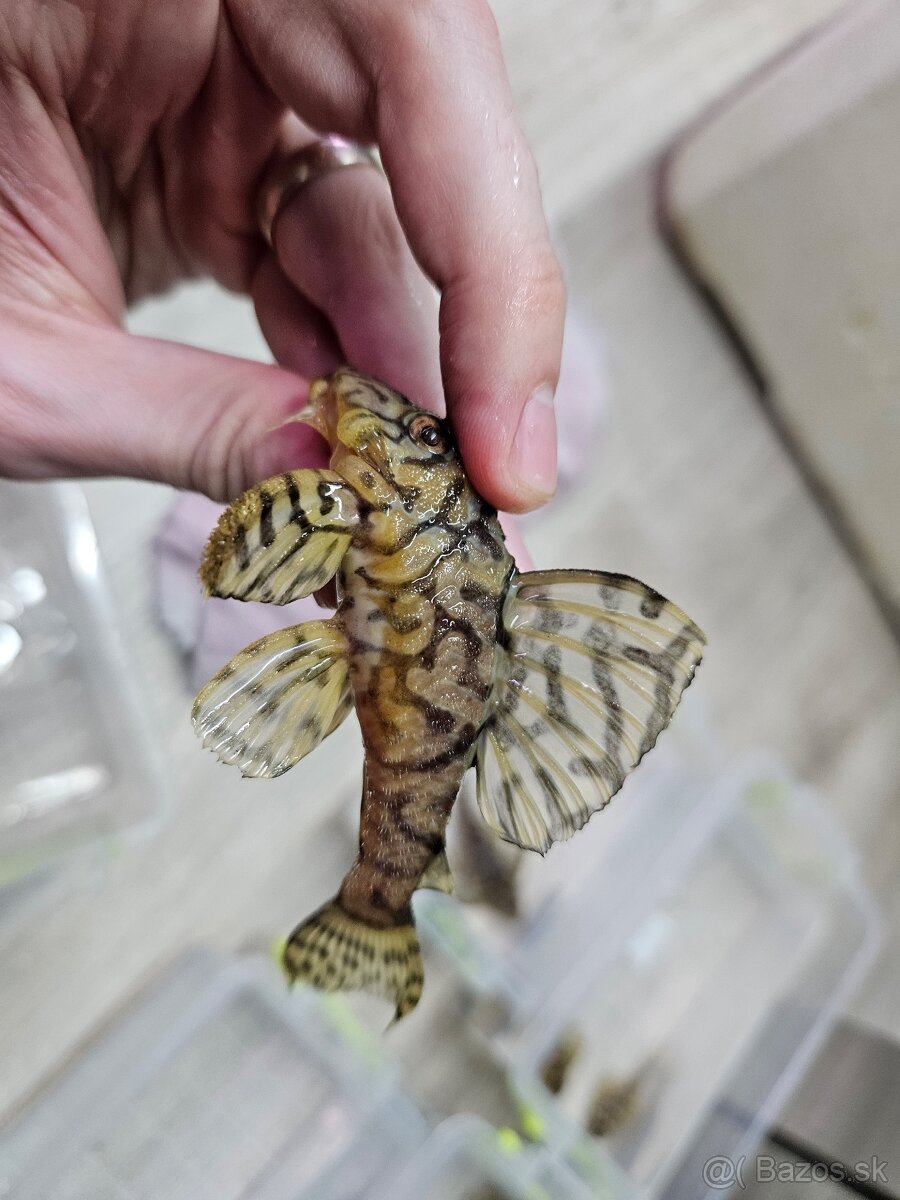 L 236 Super Yellow - chovné páry - 13