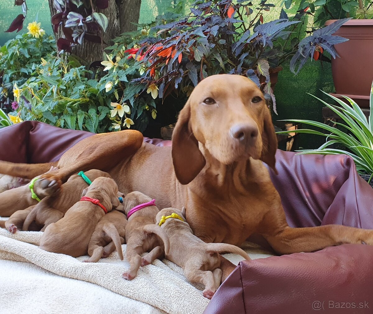 Maďarská vyžla s PP - 13