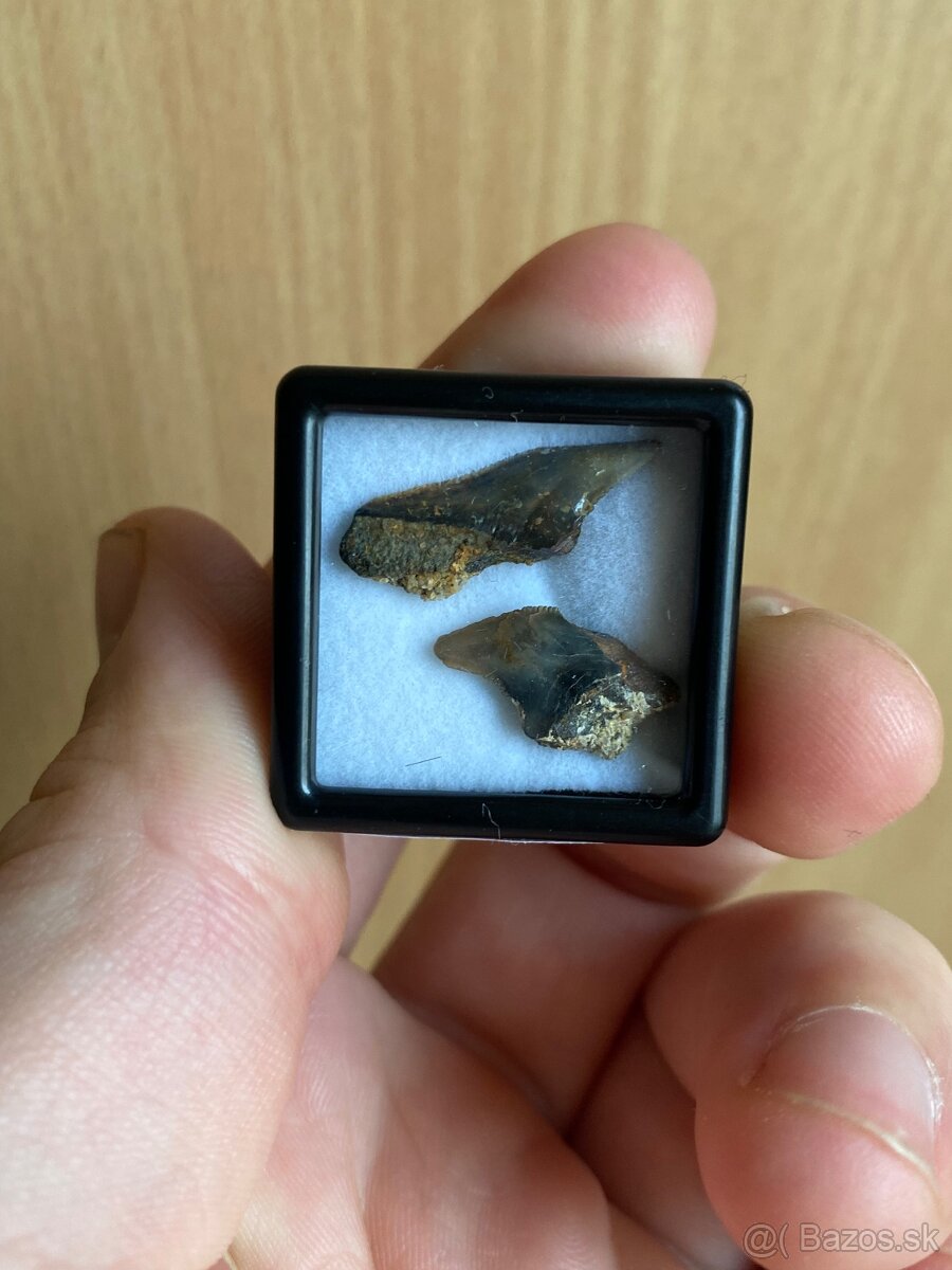 Fosílie žraločích zubov zo Slovenska - 13