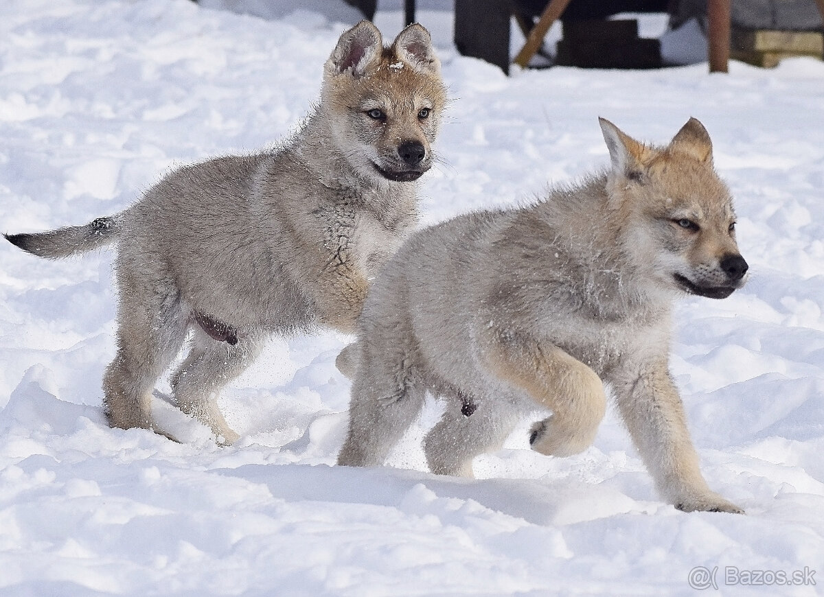 šteniatka československy vlčiak - 13