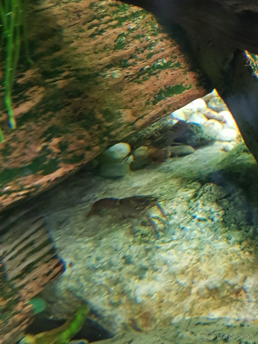 Rak modrý – Cherax quadricarinatus - 13