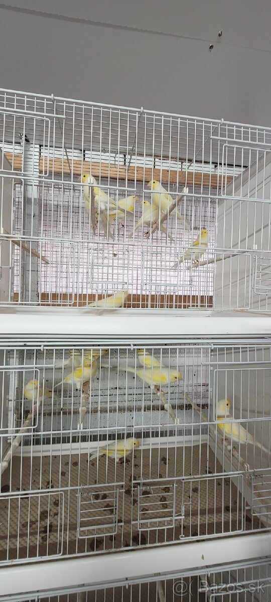 Kanáre kanáriky - 13