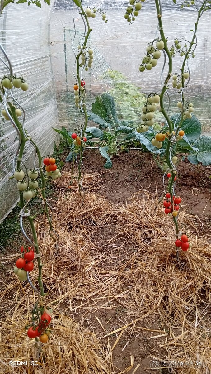 Chilli - 13