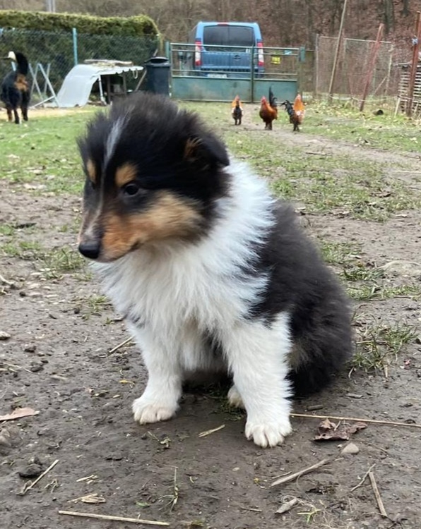 Kolia dlhosrstá - 13