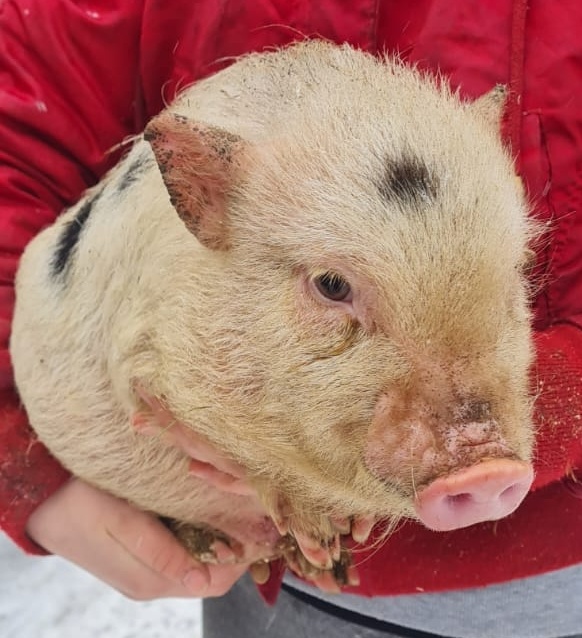 Gottingenské miniprasiatka - 13