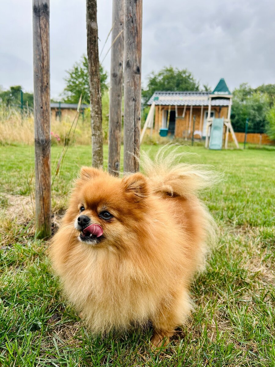 Prodej trpasličí špic Pomeranian - 13