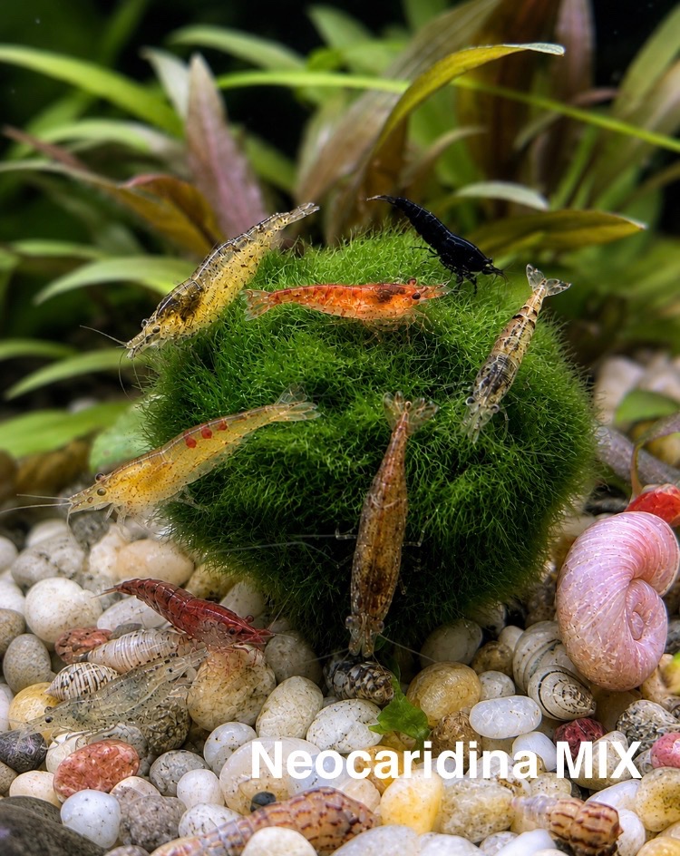 KREVETKY NEOCARIDINA - 13