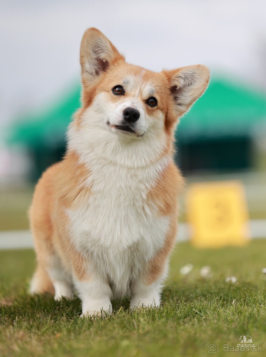Welsh Corgi Pembroke - 13