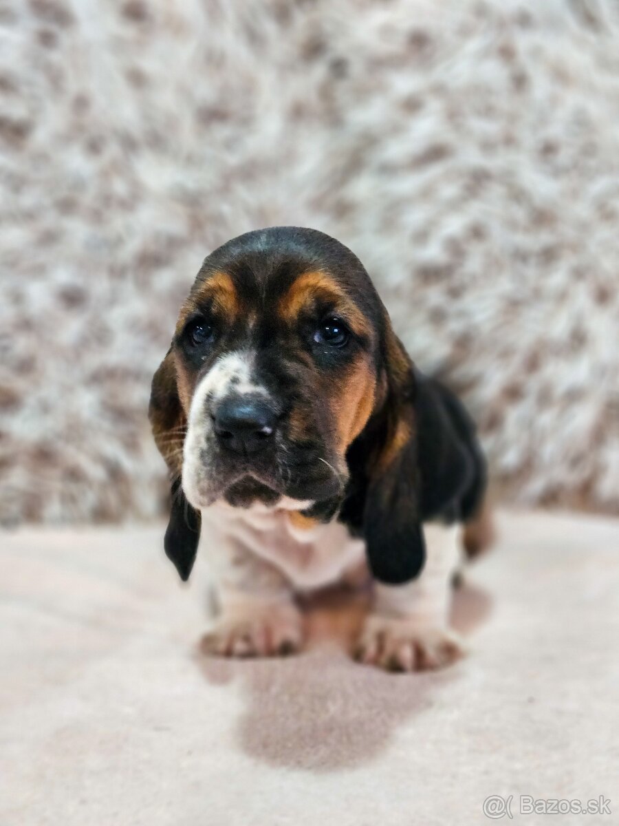 Basset hound , basset , baset - 13