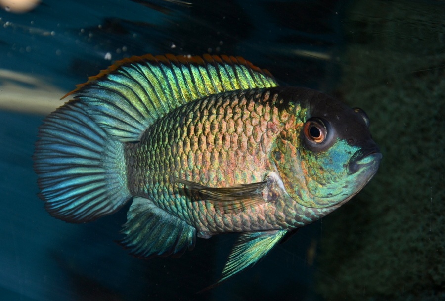 Americké cichlidy - 13