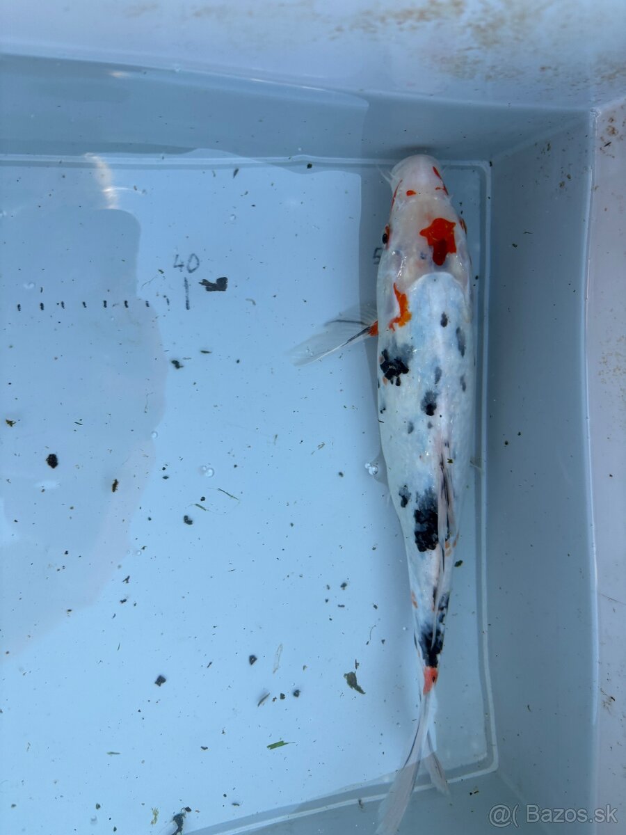 Veľké japonské koi kapre - 13